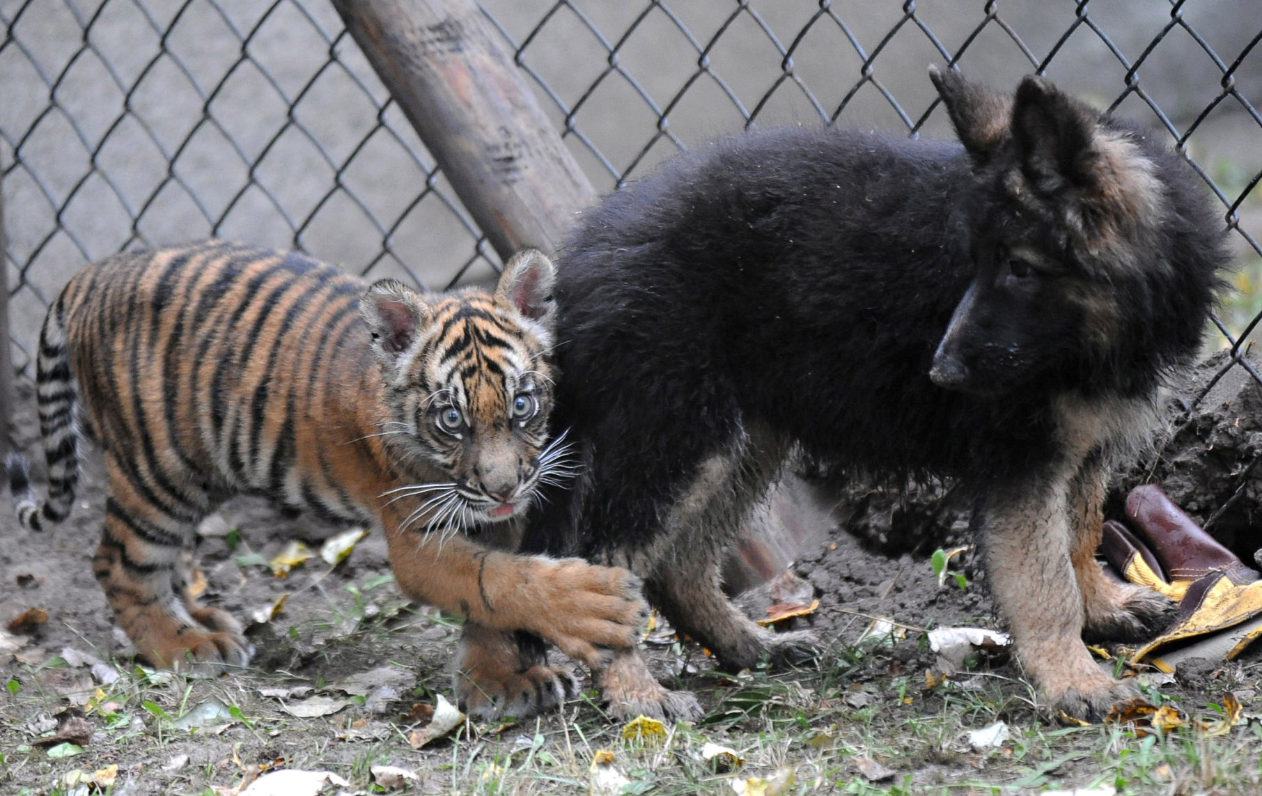 Poland Zoo Tiger